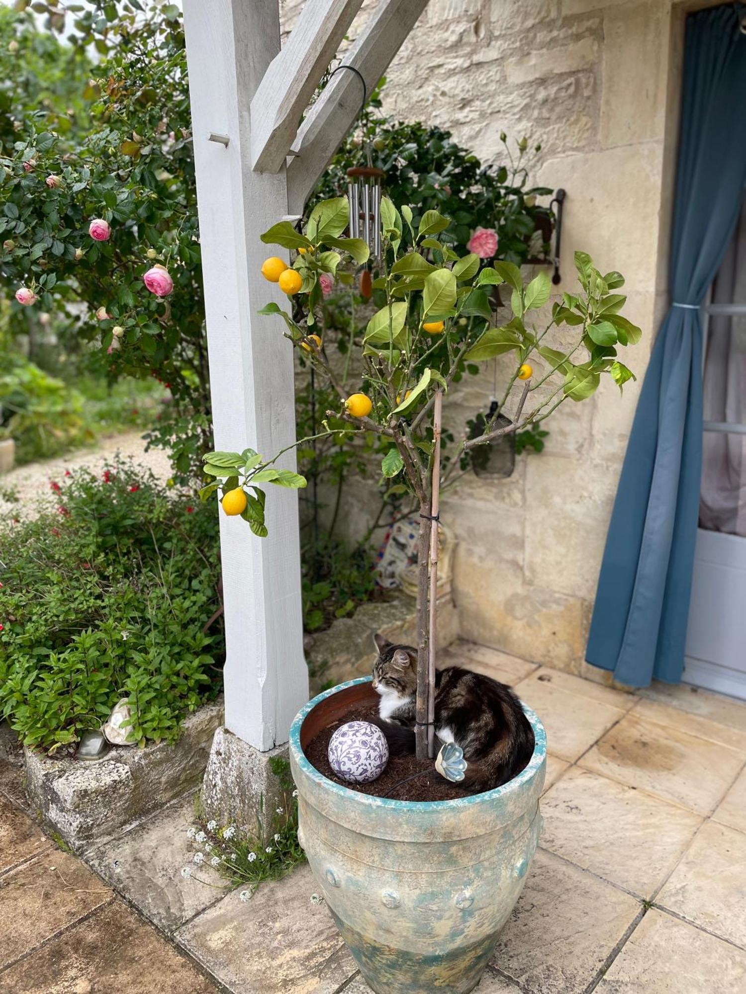 Sous L Olivier Tusson Exterior foto